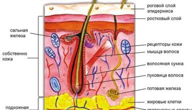 Photo of Анатомия и функции кожи