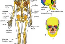 Photo of Структура скелета человека