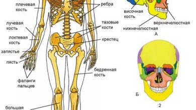 Photo of Структура скелета человека